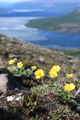 Geum glaciale
