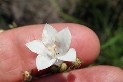 Wahlenbergia pallidiflora