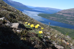 Geum glaciale