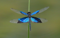 Rhyothemis resplendens