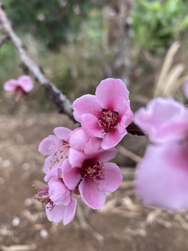 Peach