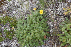 Geum glaciale