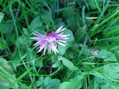 Centaurea nigrescens