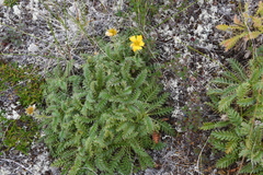 Geum glaciale