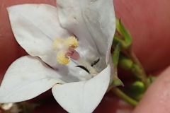 Wahlenbergia pallidiflora