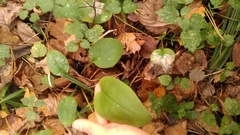 Pulmonaria obscura