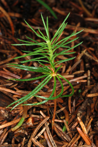 Paprastoji eglė nuotrauka