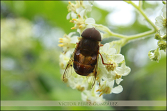 Copestylum macrocephalum