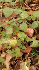 Lamium galeobdolon