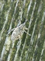 Lepyrus palustris