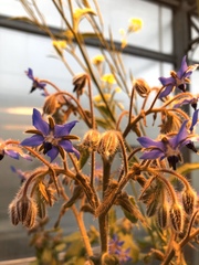 Borago