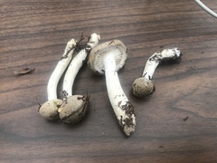 Tephroleuci
