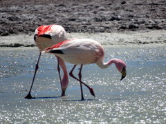 Phoenicoparrus jamesi