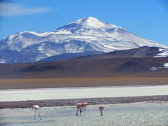 Phoenicoparrus jamesi