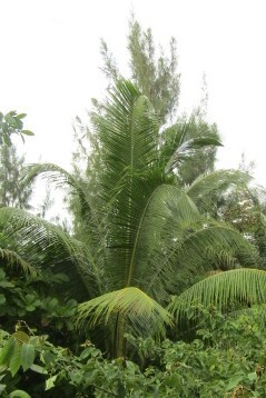 Cocos nucifera