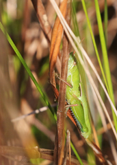 Aptenopedes sphenarioides