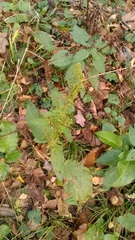Rumex obtusifolius