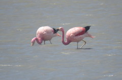 Phoenicoparrus andinus