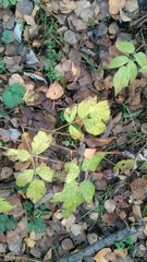 Rubus idaeus