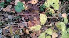 Rubus idaeus