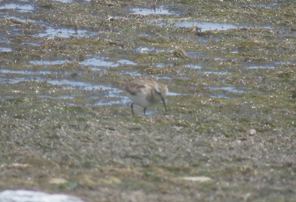 Baird's Sandpiper