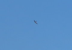 Aeronautes andecolus