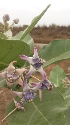 crown flower
