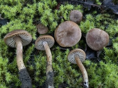 Pseudolaccaria pachyphylla