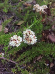 Eriogonum fasciculatum