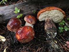 Leccinum ponderosum