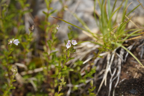 Veronica fruticulosa, photograph 5