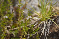 (c) Lars Willighagen, some rights reserved (CC BY) Veronica fruticulosa, photograph (c) Lars Willighagen, some rights reserved (CC BY)