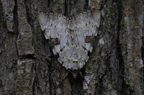 Sappho Underwing photo 5