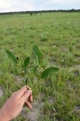 Strychnos gossweileri