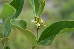 Strychnos gossweileri