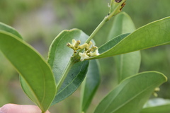 Strychnos gossweileri