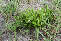 Strychnos gossweileri