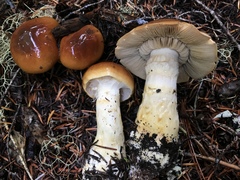 Phlegmacium variosimile