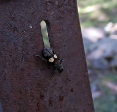 Enoclerus bimaculatus