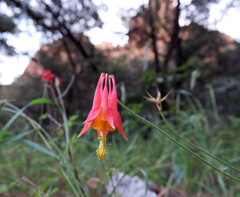 Aquilegia desertorum