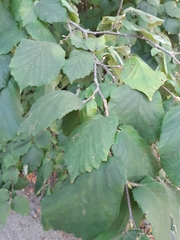 Corylus avellana