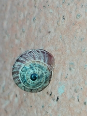 Cernuella cisalpina