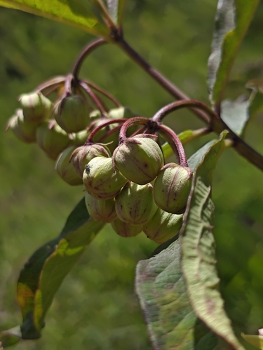 eared milkweed (Asclepias auriculata)