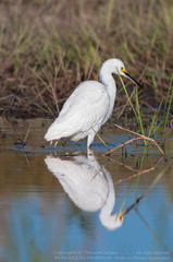 Egretta thula