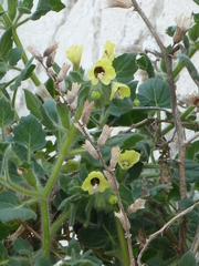 Hyoscyamus