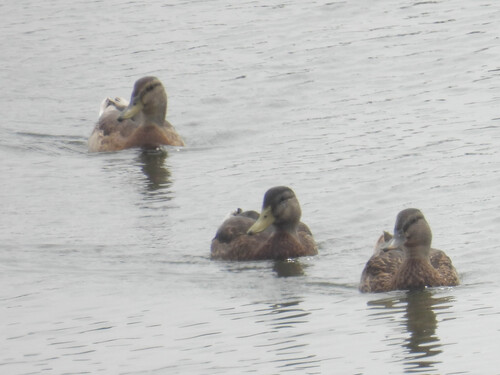 Mallard photographed in Vermont