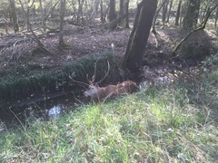 Cervus elaphus italicus