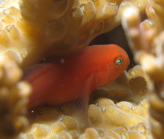 Five-Streaked Coral Goby photo 2