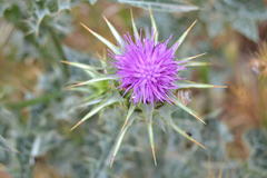 Silybum marianum