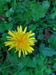 Taraxacum officinale